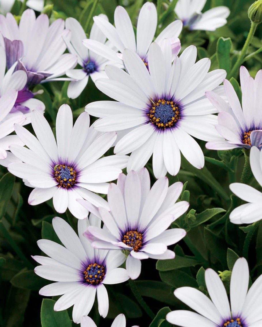 Остеоспермум эклонис белый