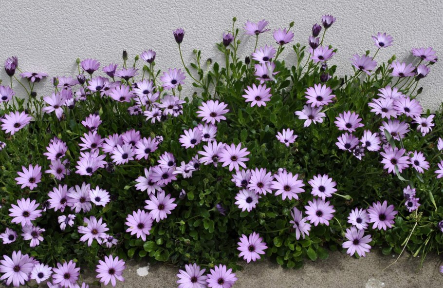 Остеоспермум Лавандер