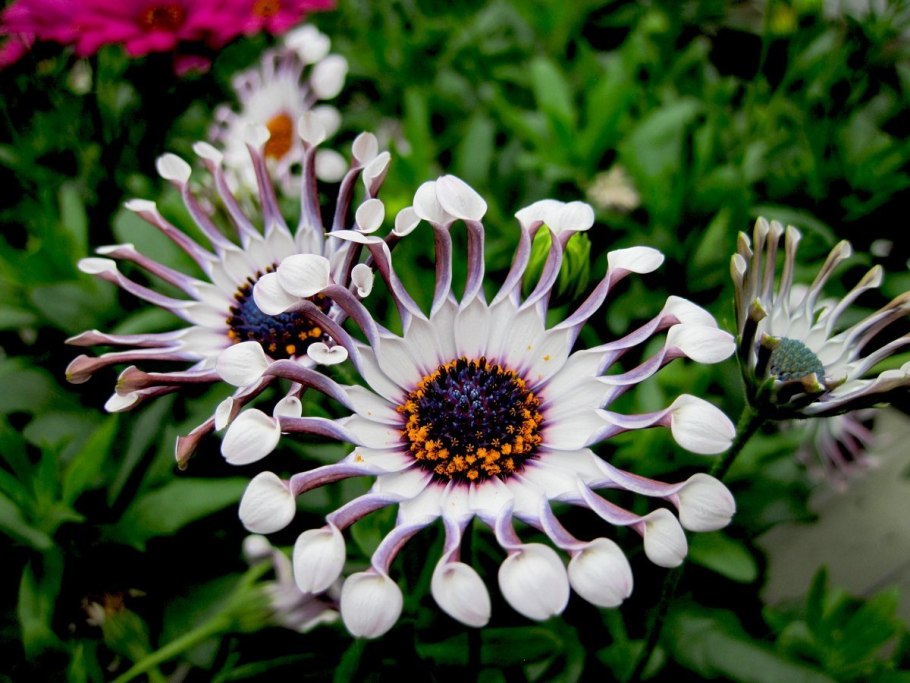 Африканская ромашка остеоспермум