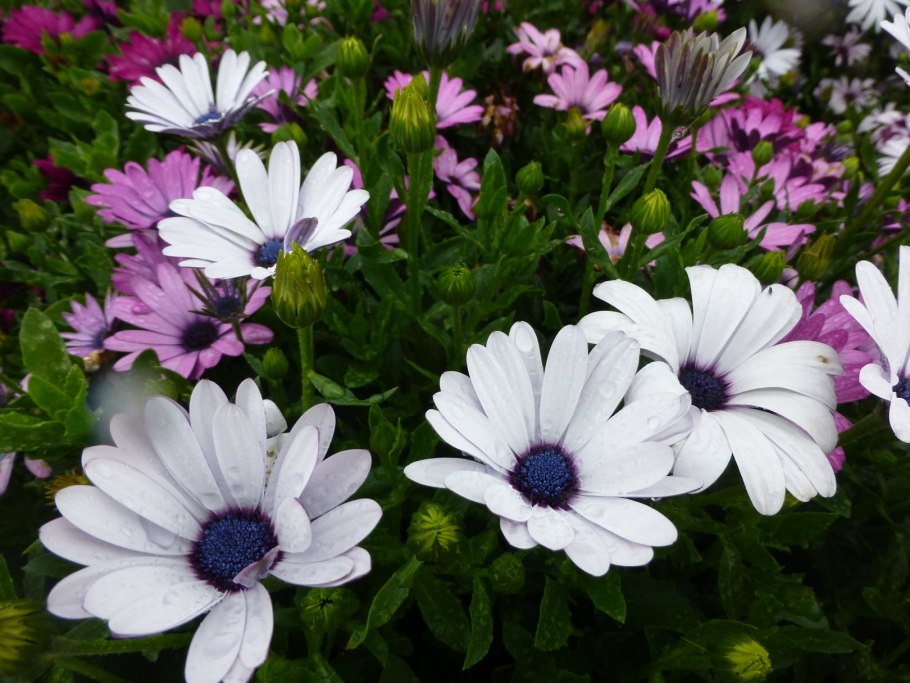 Остеоспермум многолетка