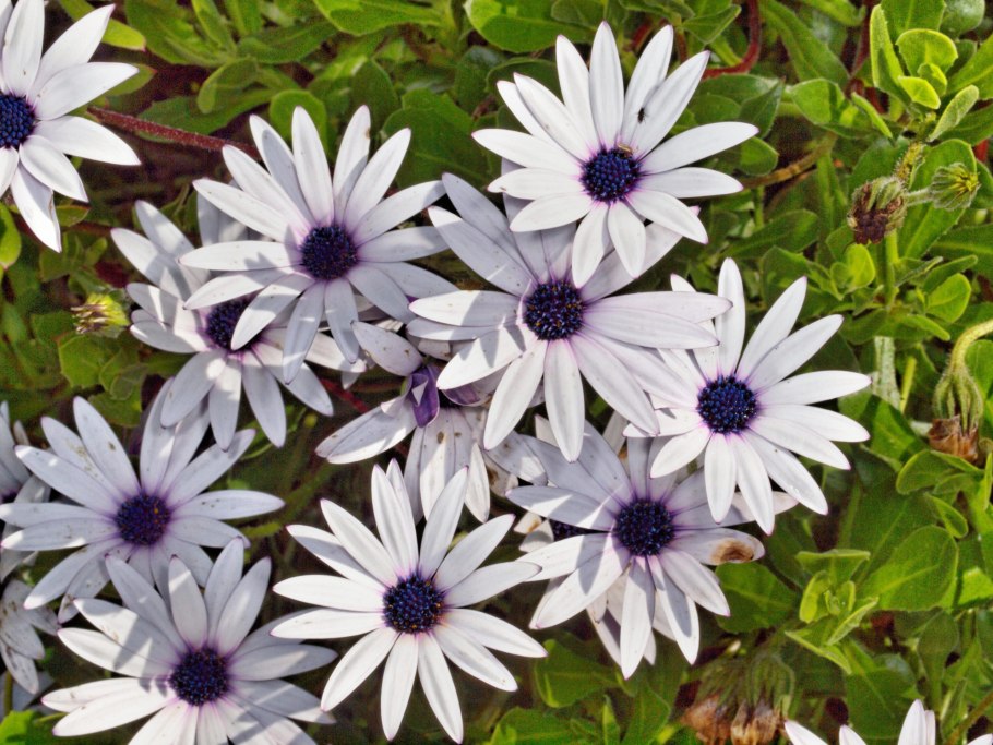 Остеоспермум санни филипп