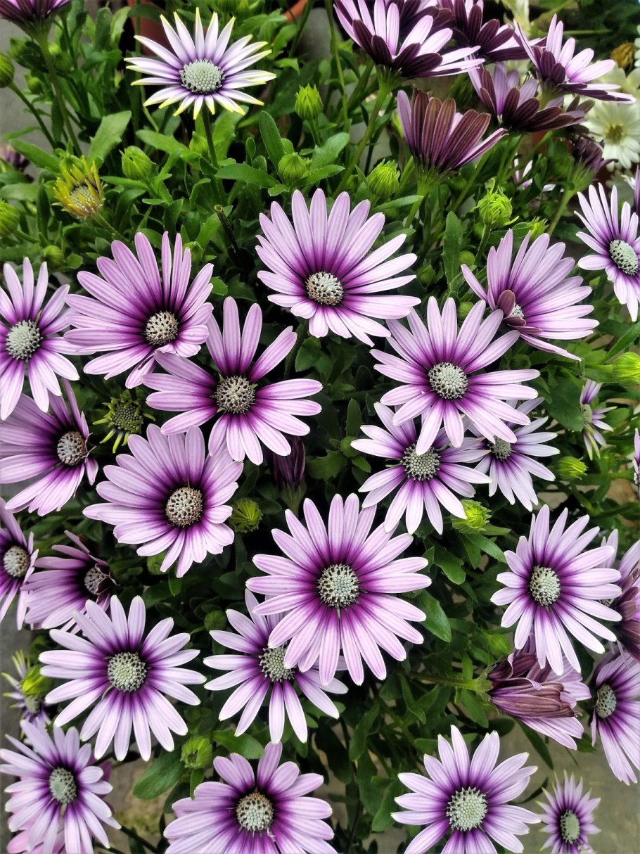 Остеоспермум акила