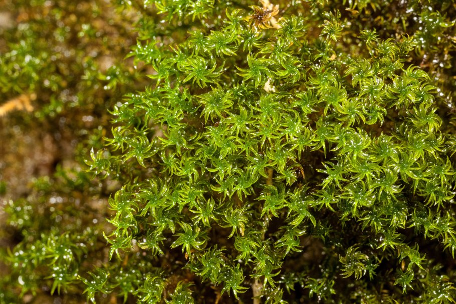 Gymnostomum aeruginosum