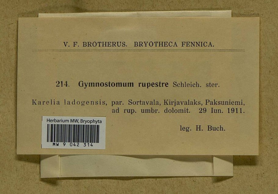 Гимностомум Северный