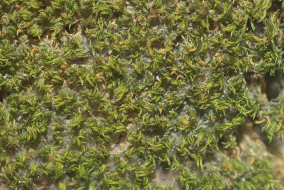 Гимностомум сине-зелёный