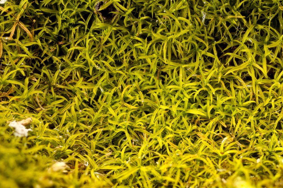 Гимностомум Северный