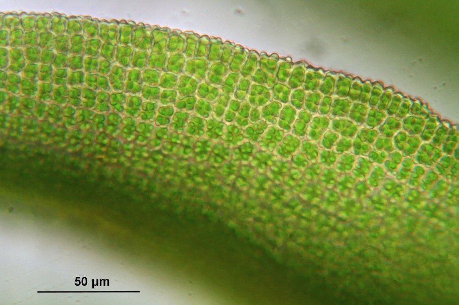 Лист элодеи под микроскопом