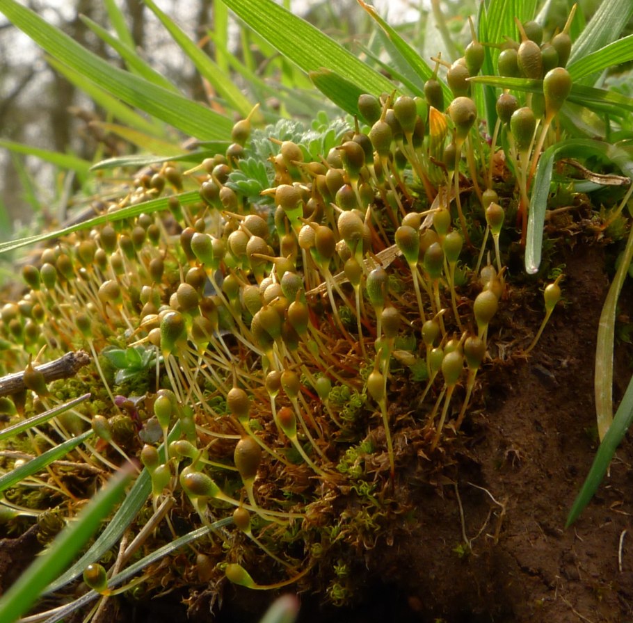 Фунария мох