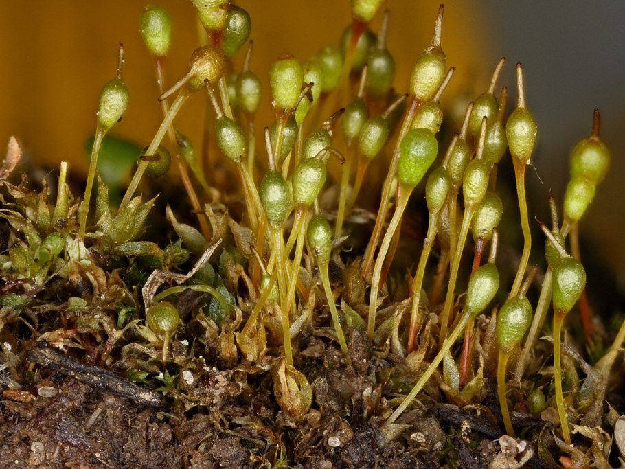 Фунария гигрометрическая