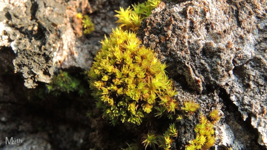 Gymnostomum aeruginosum