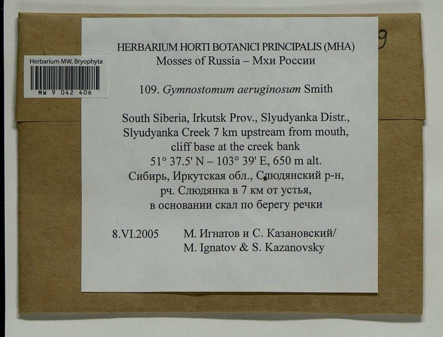 Calliergon cordifolium