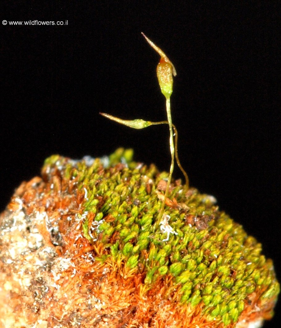 Гимностомум сине-зелёный