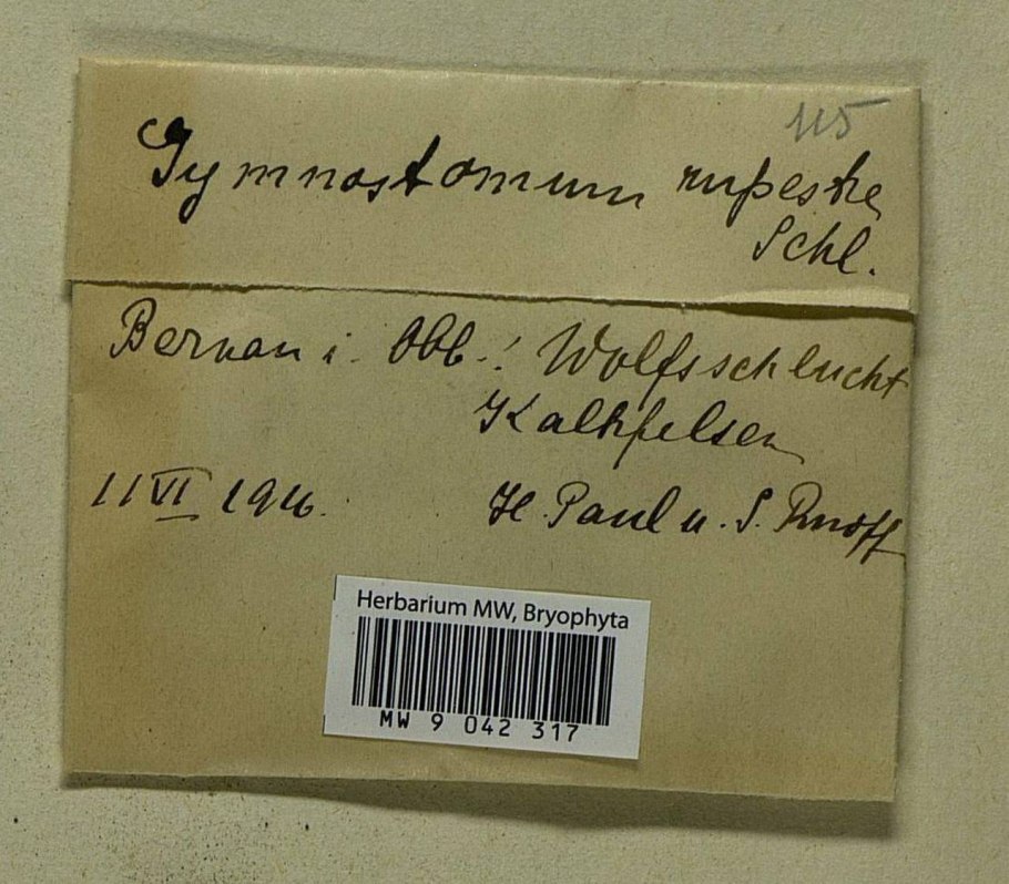 Фунария гигрометрическая