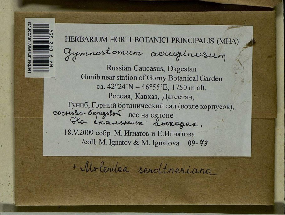 Cinclidotus riparius