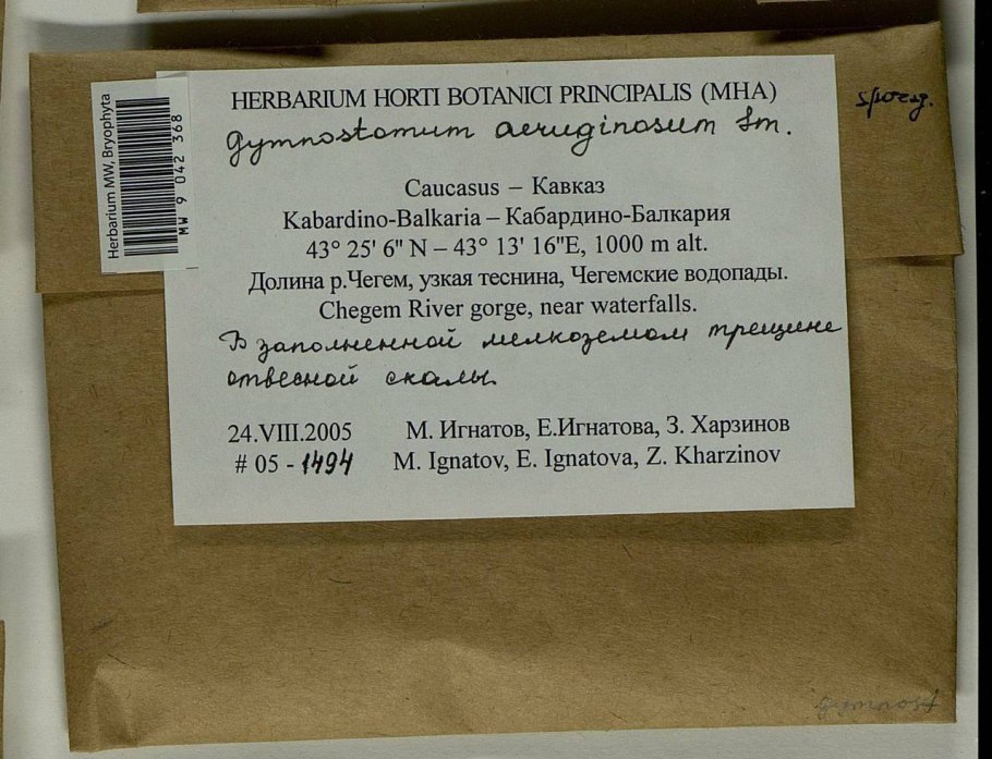 Hymenoloma crispulum