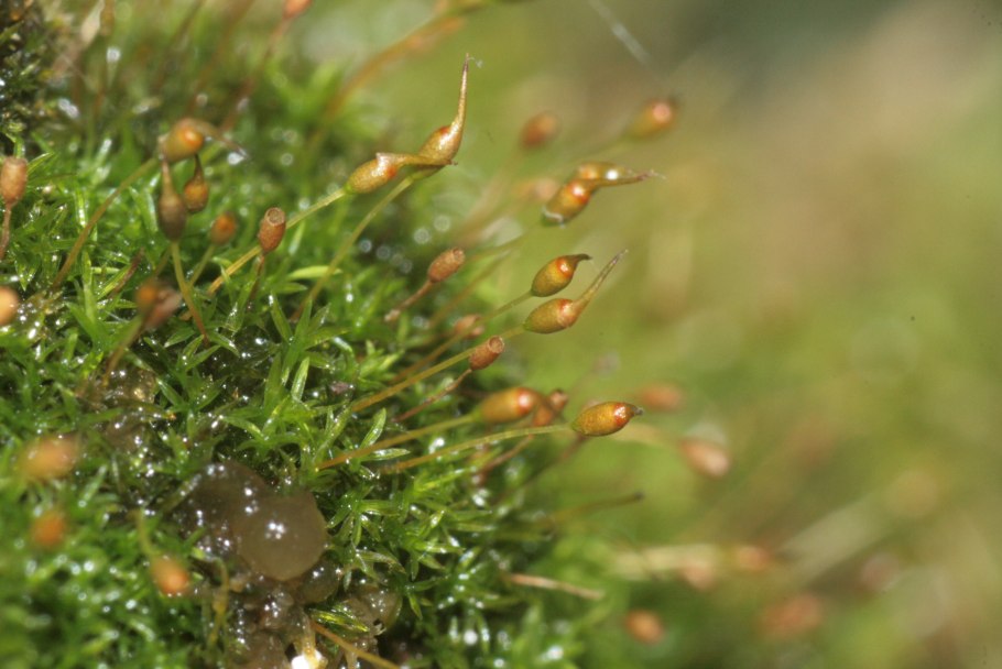 Гимностомум Северный