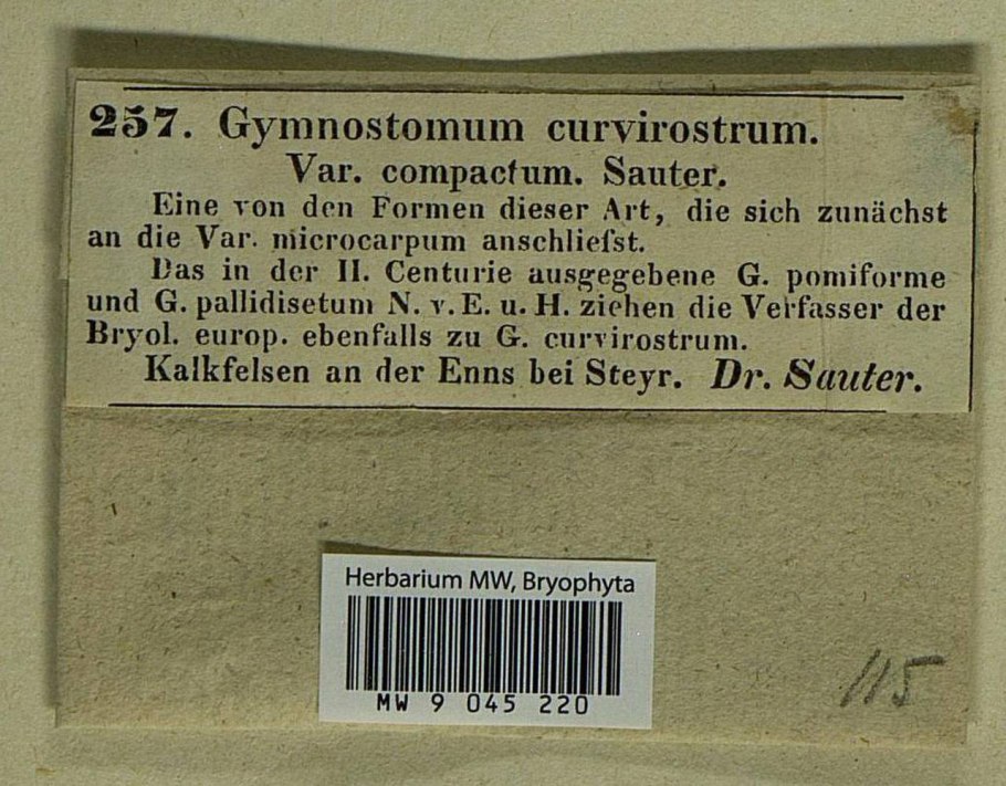 Ditrichum cylindricum