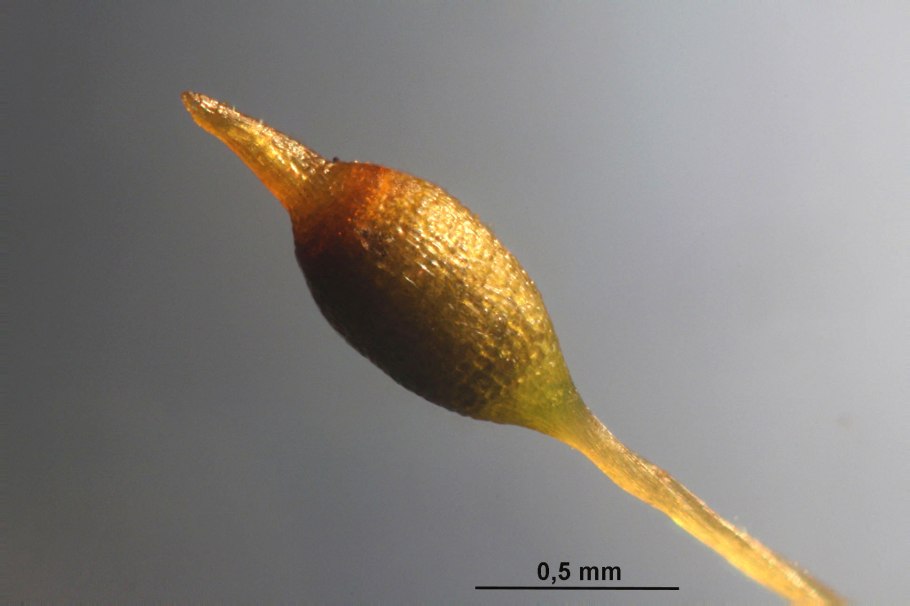 Гимностомум Северный