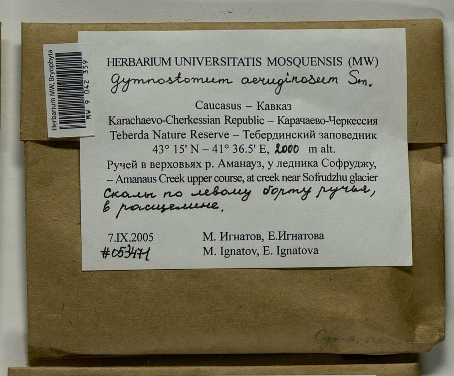 Гимностомум Северный