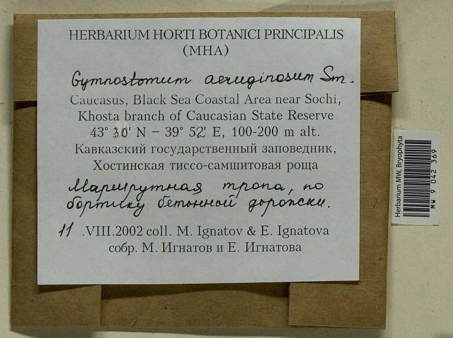 Claopodium pellucinerve