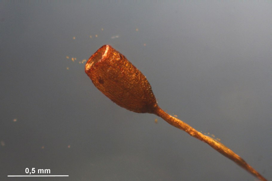 Codriophorus acicularis