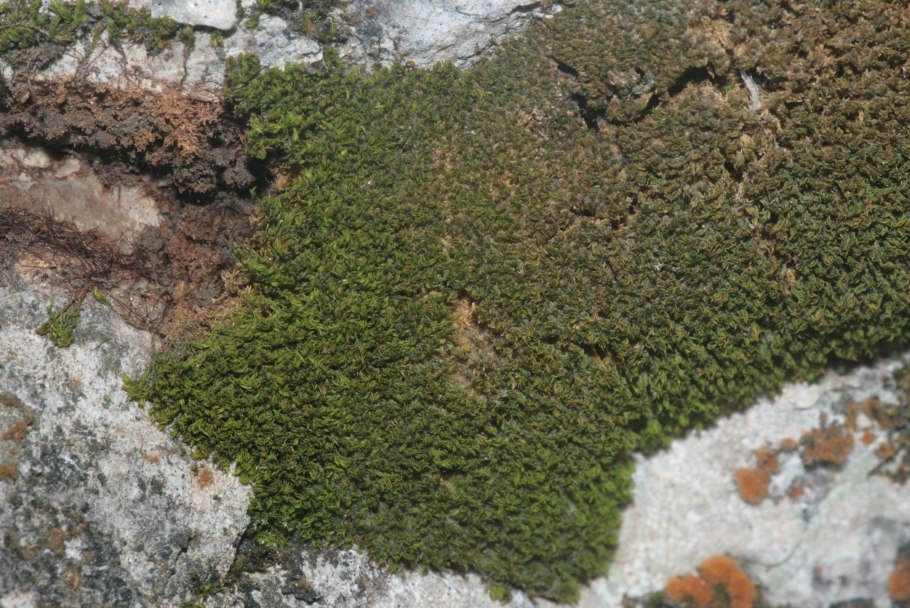 Gymnostomum aeruginosum