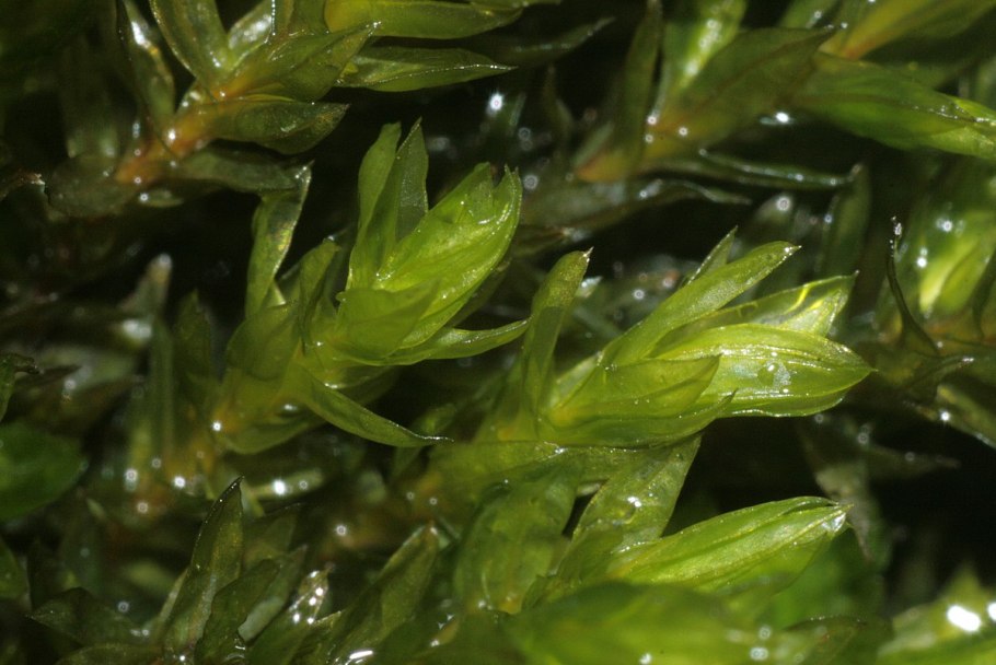 Cinclidotus fontinaloides