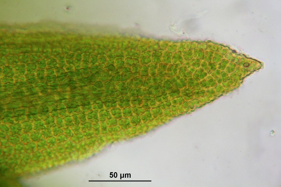 Bryoerythrophyllum recurvirostrum