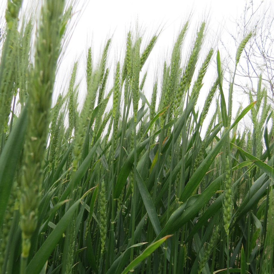 Стебель пшеницы Яровой