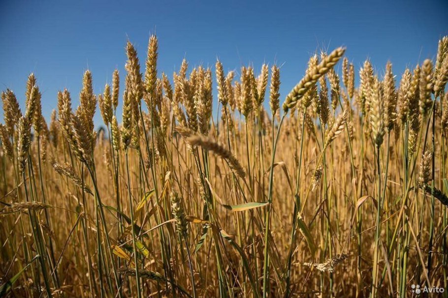 Яровые культуры это