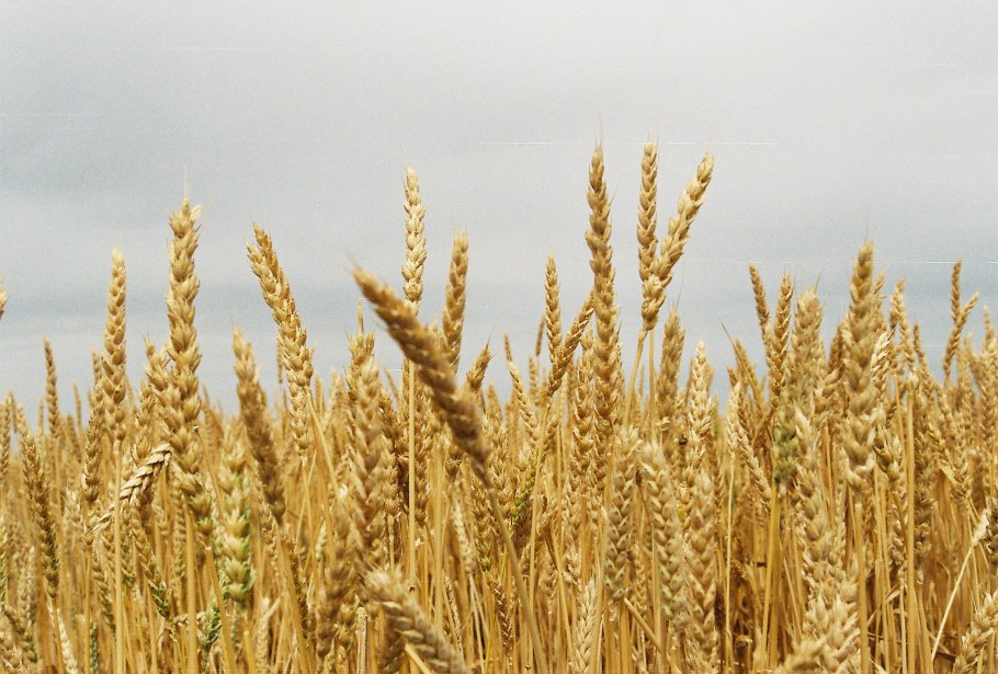 Твердая пшеница высшего, 1-го и 2-го сортов.