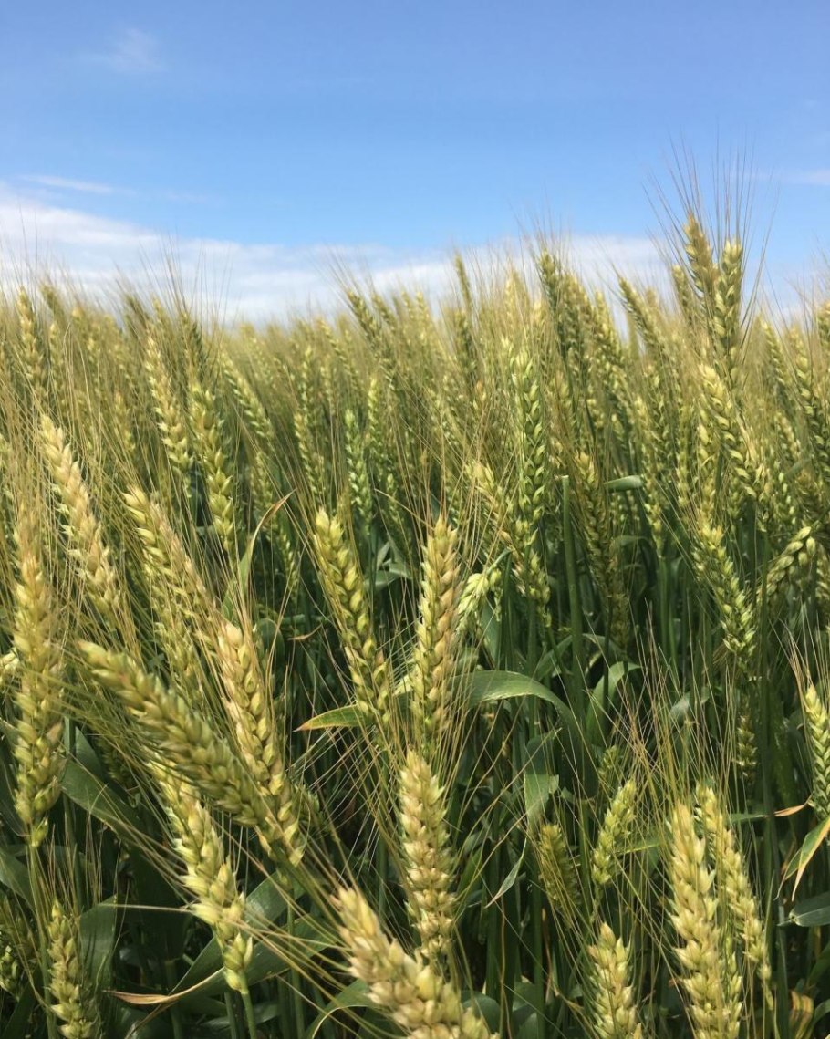 Собербаш озимая пшеница