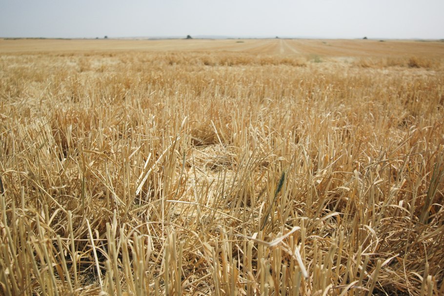 Сорт Ирень Яровой пшеницы