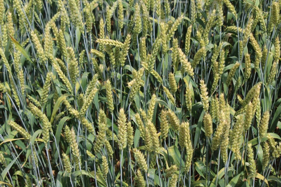 Сорт Гранни Яровая пшеница