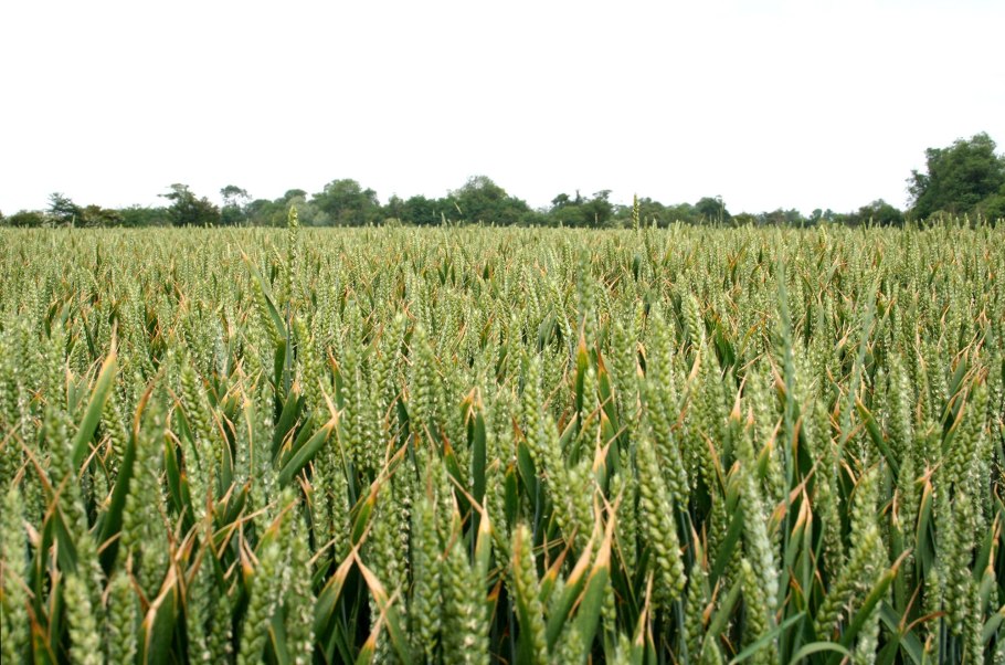 Пшеница леукурум