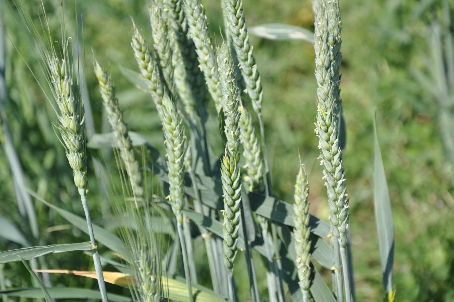 Пшеница мягкая (Triticum aestivum)