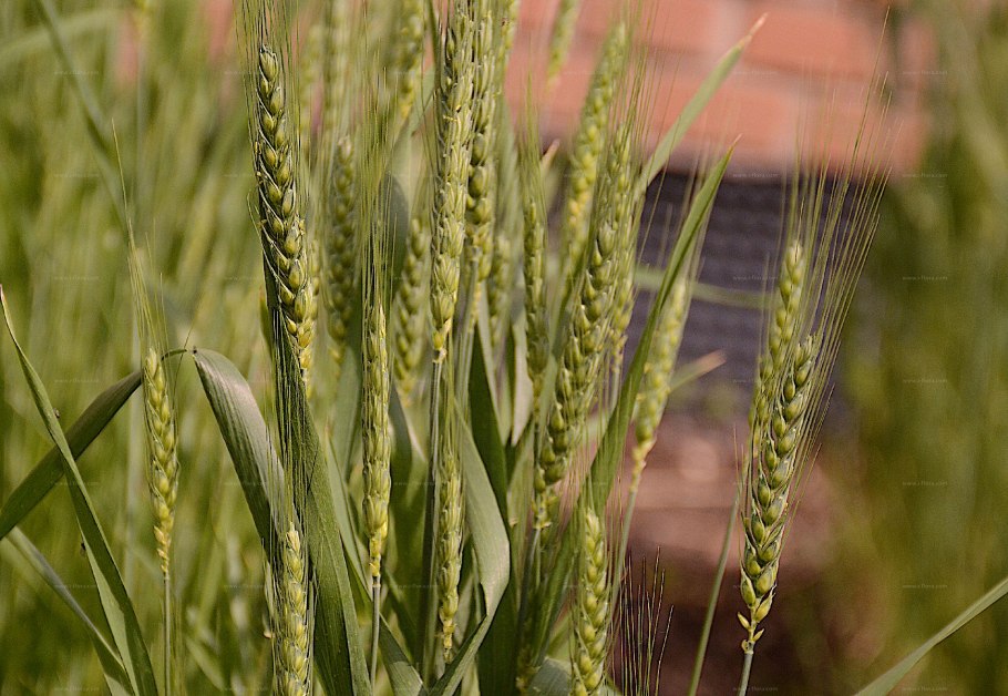 Пшеница мягкая (Triticum aestivum)