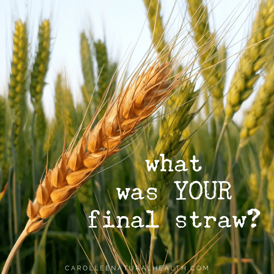 Сорт Яровой пшеницы Дарья