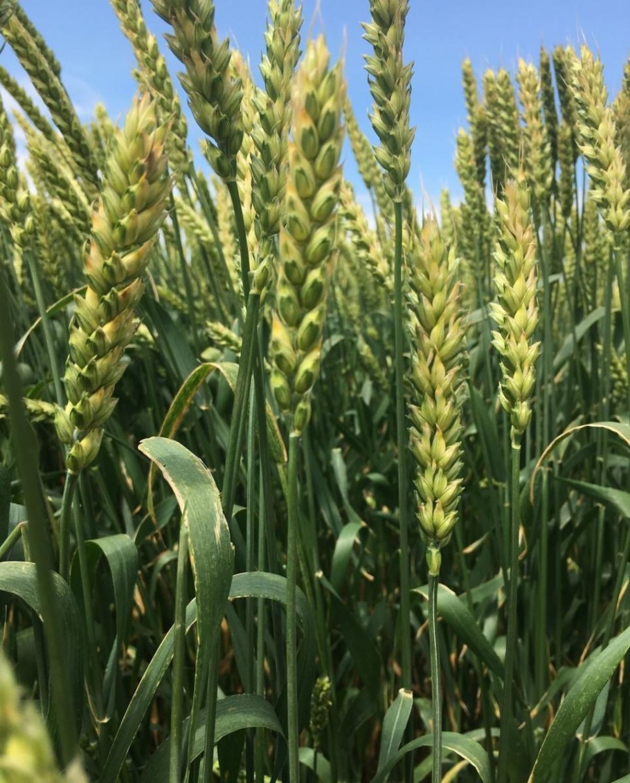 Сорт алексеич озимая пшеница