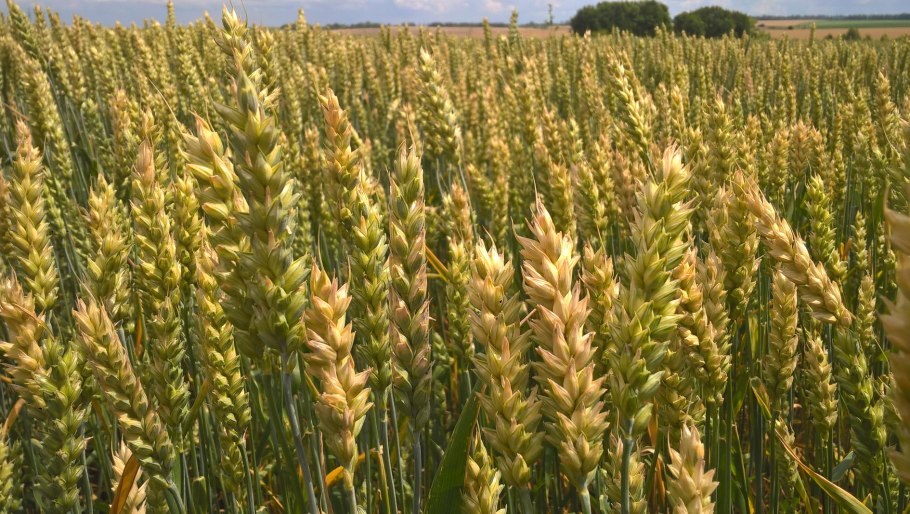 Пшеницы краснозерной Яровой