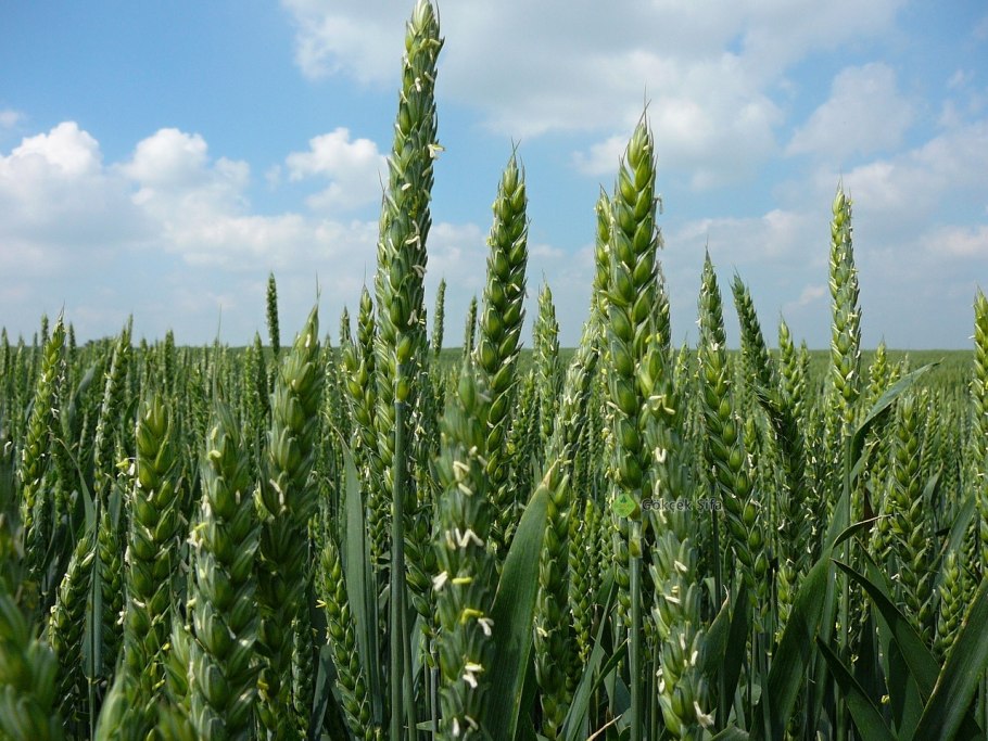 Пшеница мягкая (Triticum aestivum)