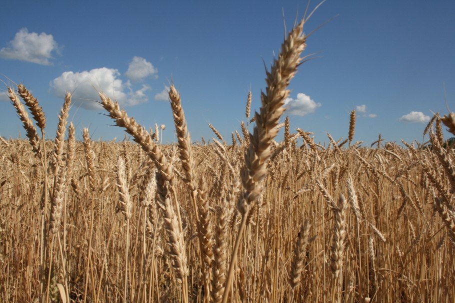 Озимая пшеница Кинельская 4