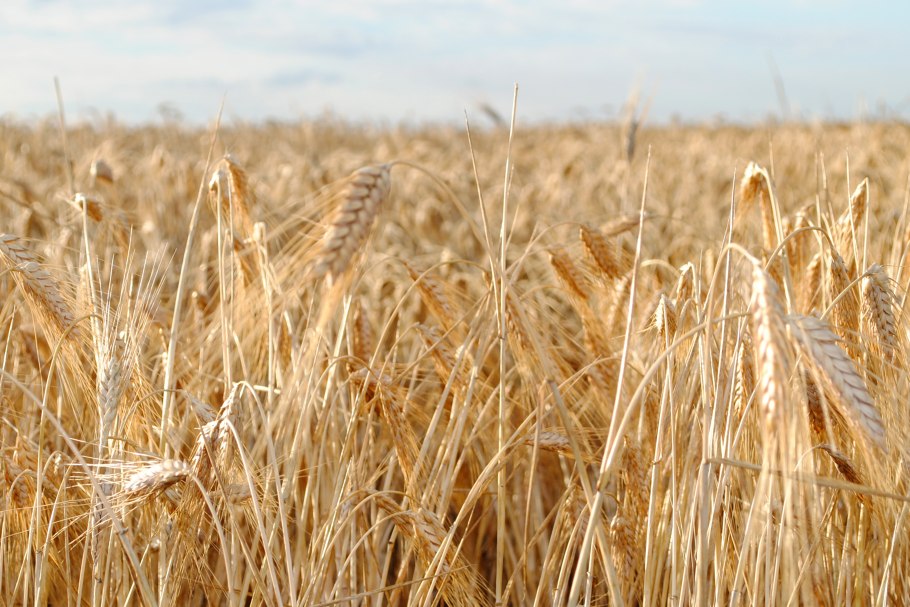 Мягкая озимая белозерная пшеница