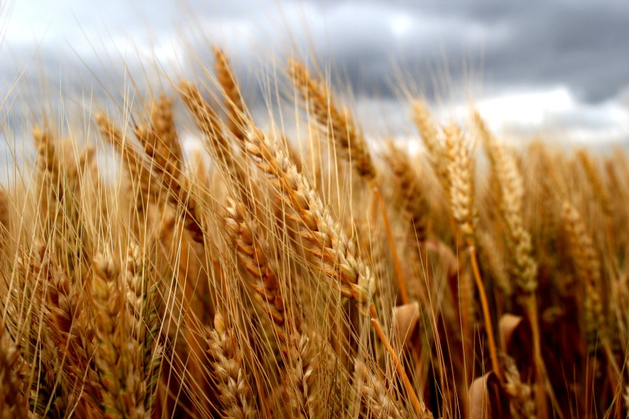 Низкорослая пшеница