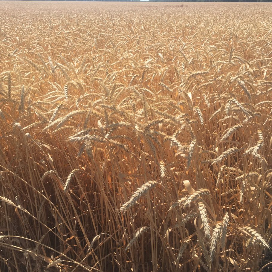 Сорт Северодонецкая Юбилейная озимой пшеницы