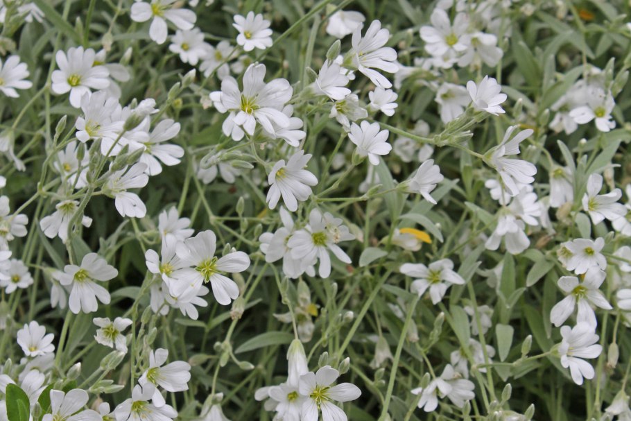 Cerastium tomentosum