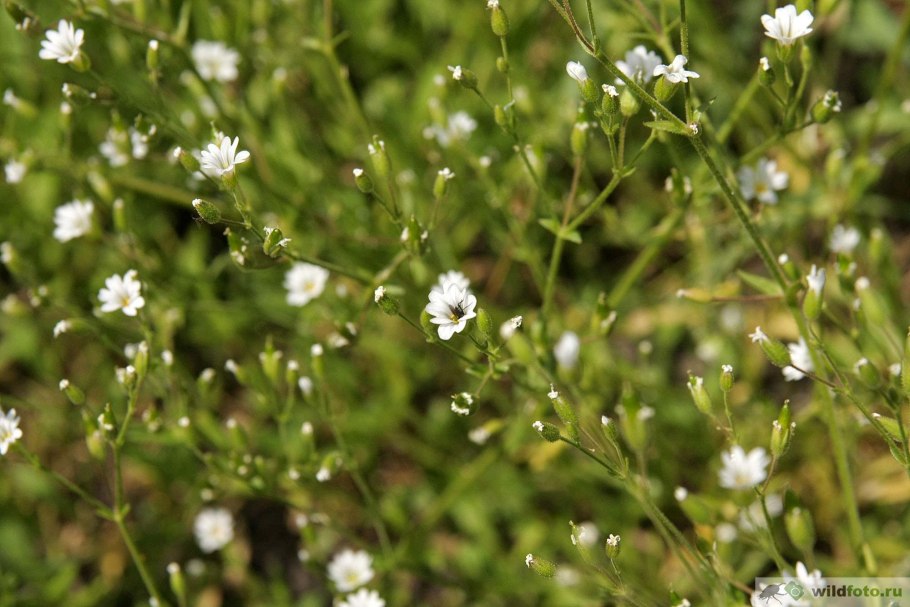 Ясколка дернистая