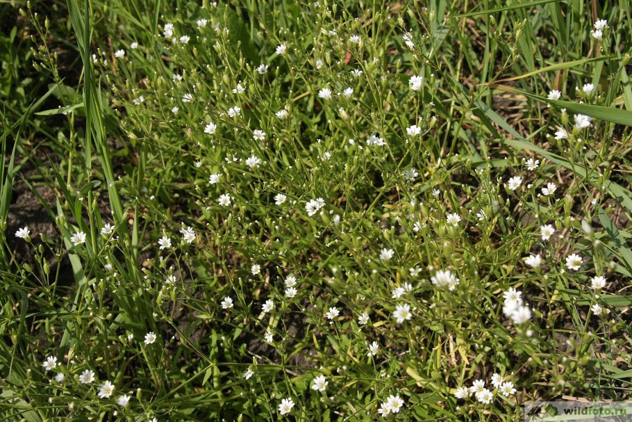 Ясколка пятитычинковая