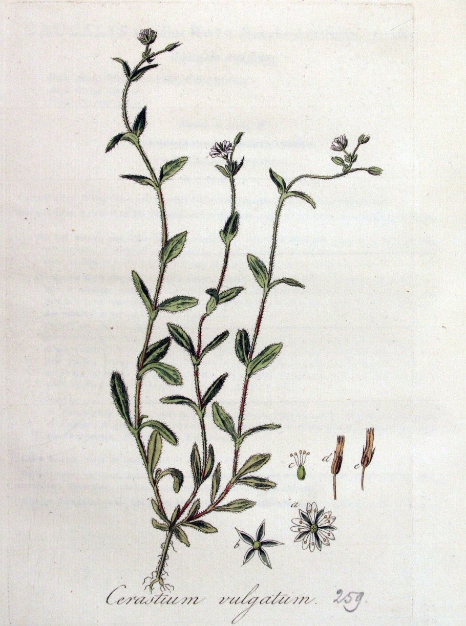 Ясколка Полевая (Cerastium arvense)
