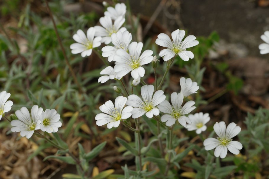 Ясколка Жигулевская